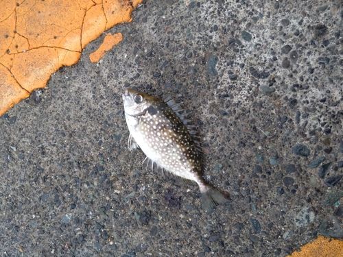 アイゴの釣果