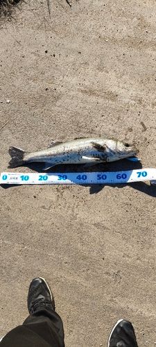 スズキの釣果