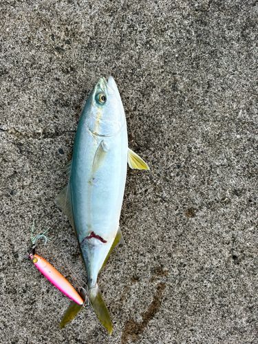 ワカナゴの釣果