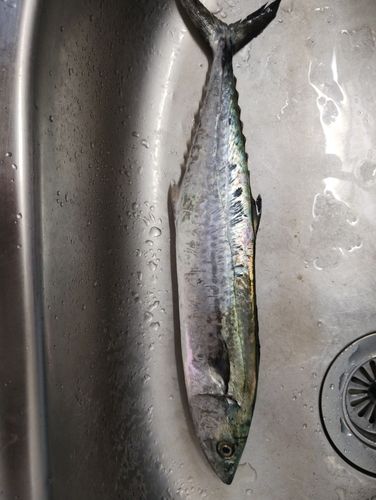 サゴシの釣果