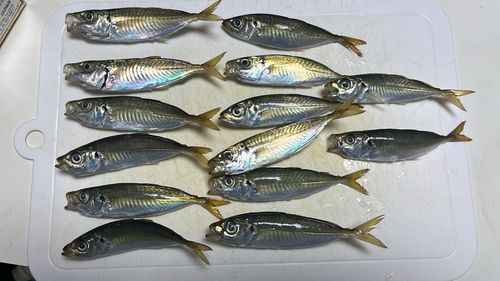 アジの釣果