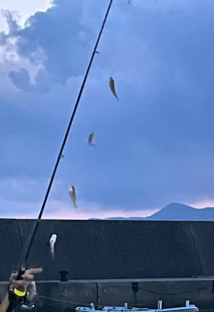 クロホシイシモチ