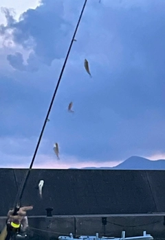 クロホシイシモチの釣果