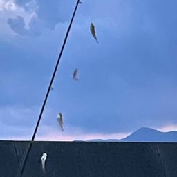 クロホシイシモチ