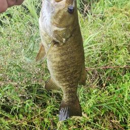 スモールマウスバス