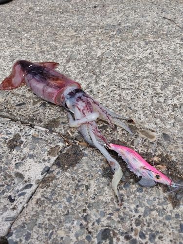 イカの釣果