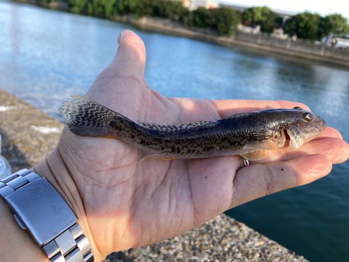 マハゼの釣果