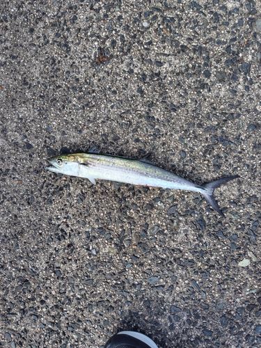 サゴシの釣果