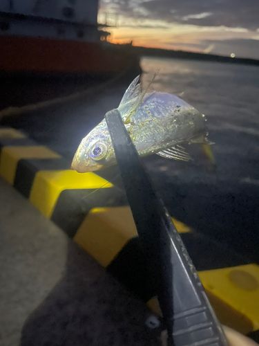 ワカシの釣果