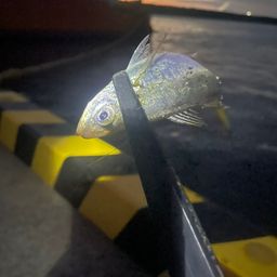 ワカシ