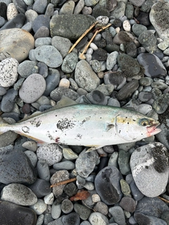 ワカシの釣果