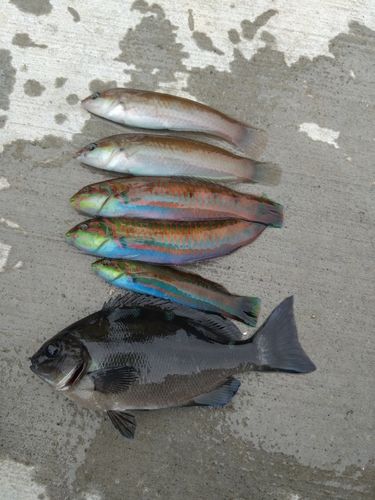 メジナの釣果