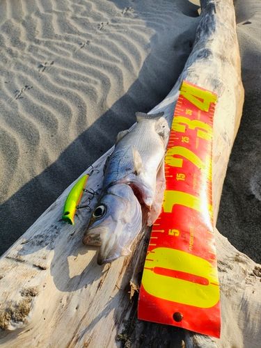 セイゴ（ヒラスズキ）の釣果