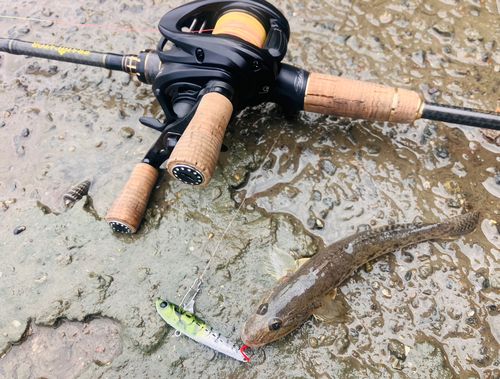 ハゼの釣果