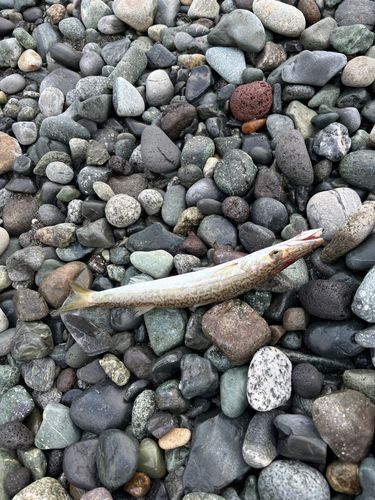 カマスの釣果