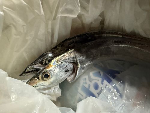 タチウオの釣果