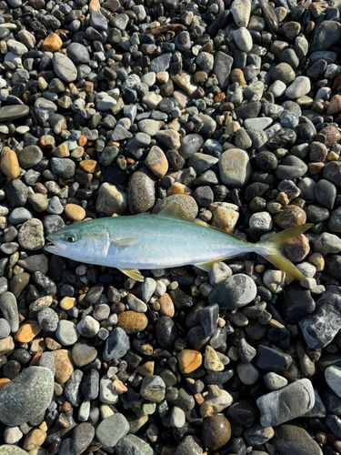 ワカシの釣果