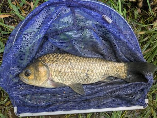 フナの釣果