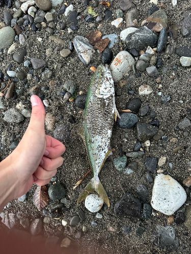 ワカシの釣果