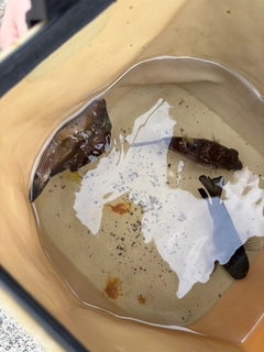 キタマクラの釣果