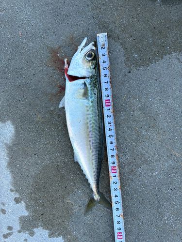 サバの釣果