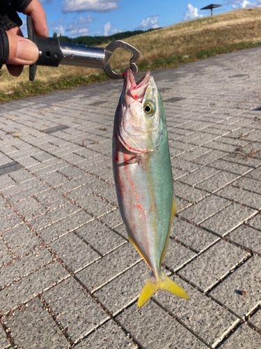 ワカシの釣果