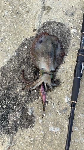アオリイカの釣果