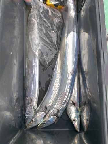 タチウオの釣果