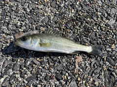 セイゴ（ヒラスズキ）の釣果