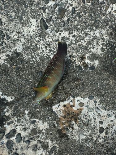 紀伊水道