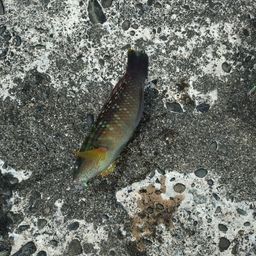 ベラ