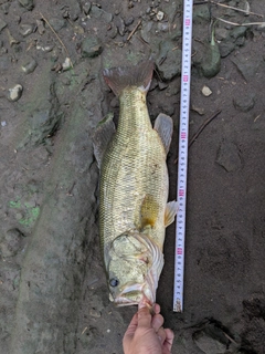 ラージマウスバスの釣果