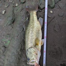 ラージマウスバス