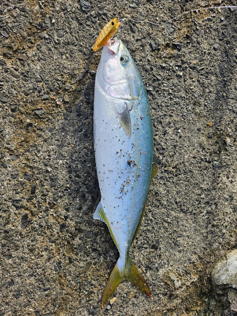 ヤズ