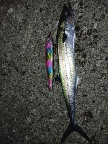 サゴシの釣果
