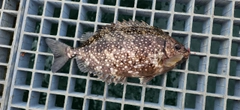 アイゴの釣果