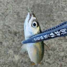 サバ
