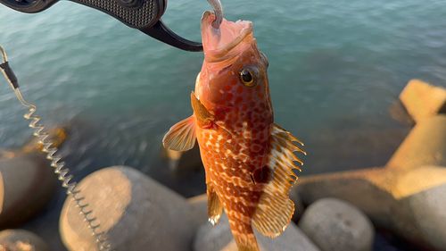 キジハタの釣果