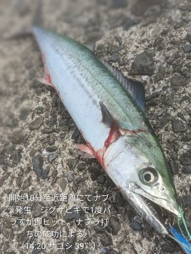 サゴシの釣果