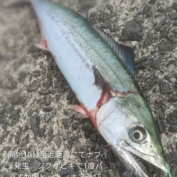 サゴシ