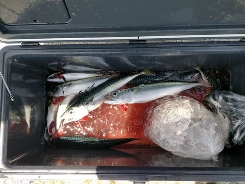 サバの釣果