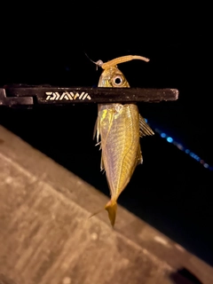 マアジの釣果