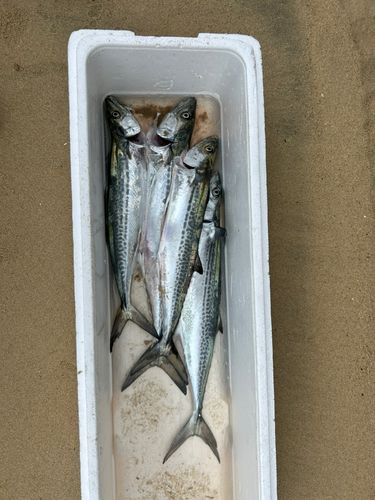 サゴシの釣果