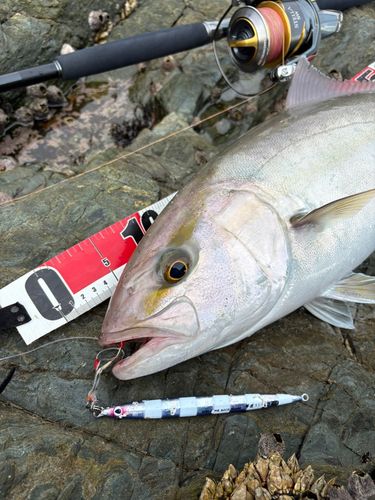 カンパチの釣果
