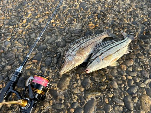 シマイサキの釣果