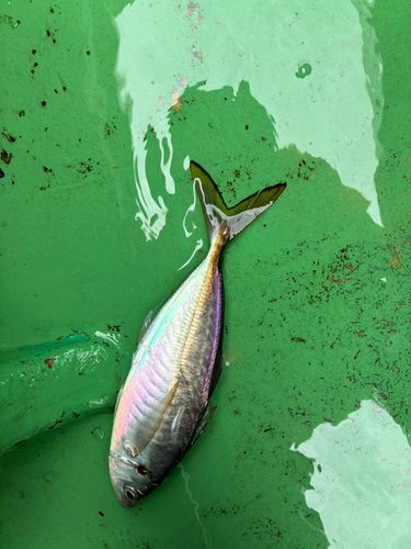 マアジの釣果