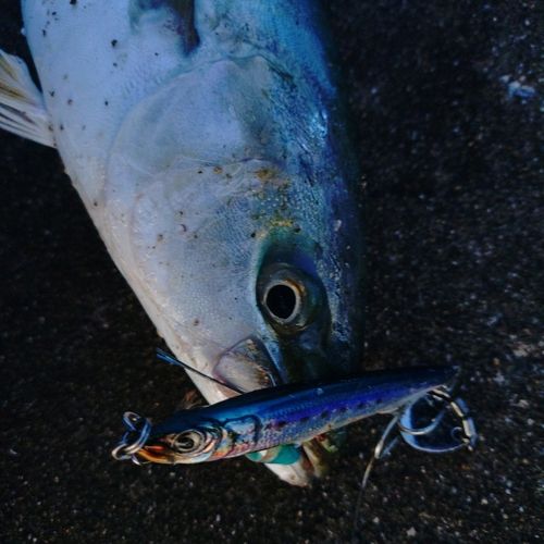 イナダの釣果