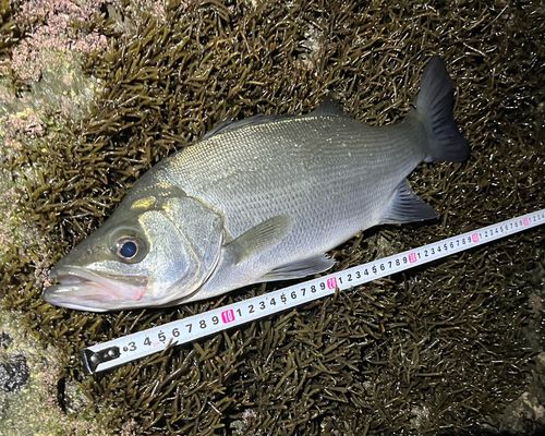 フッコ（ヒラスズキ）の釣果