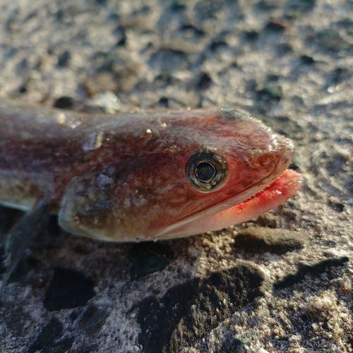 エソの釣果