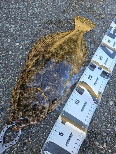 ヒラメの釣果